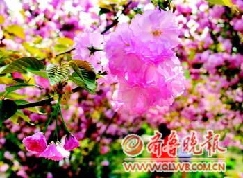 ̘(l)@(ni)ęѻ(zhng)涷Gӛuz